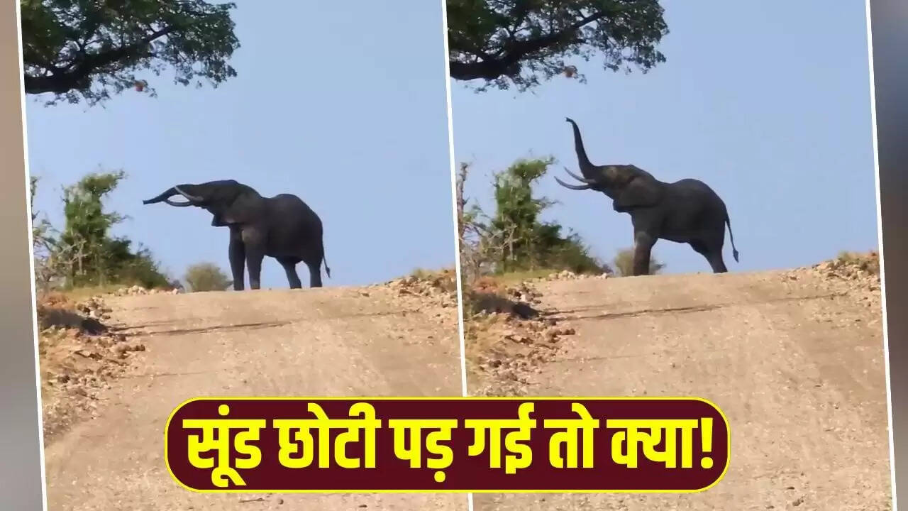 हाथी का अनोखा जुगाड़: ऊंचे पेड़ से फल तोड़ने का वायरल वीडियो