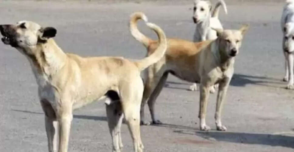 क्यों रात में कुत्ते रोते हैं? जानें इसके पीछे का वैज्ञानिक कारण