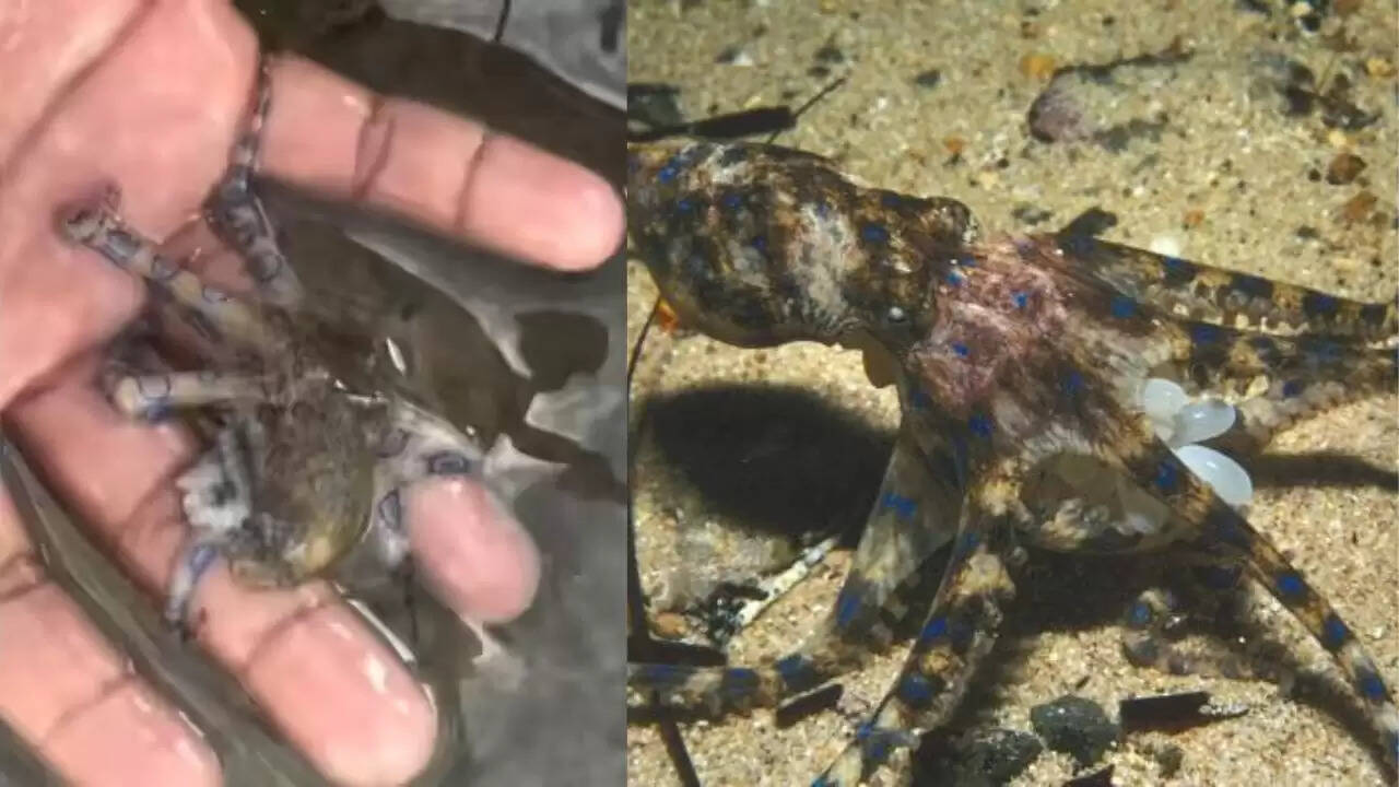 खतरनाक ब्लू रिंग्ड ऑक्टोपस: एक प्यारे दिखने वाले जीव का सच