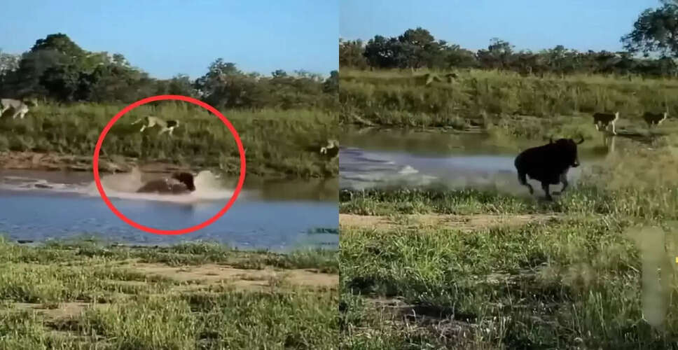 वाइल्डबीस्ट की अद्भुत दौड़: शेरनियों से बचने का वायरल वीडियो