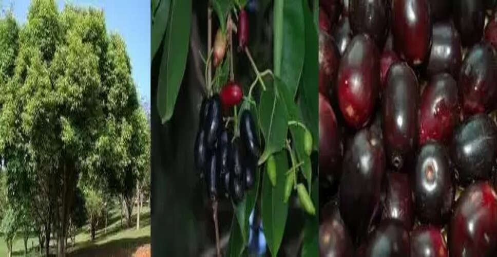 जामुन: 51 बीमारियों का इलाज करने वाली अद्भुत औषधि