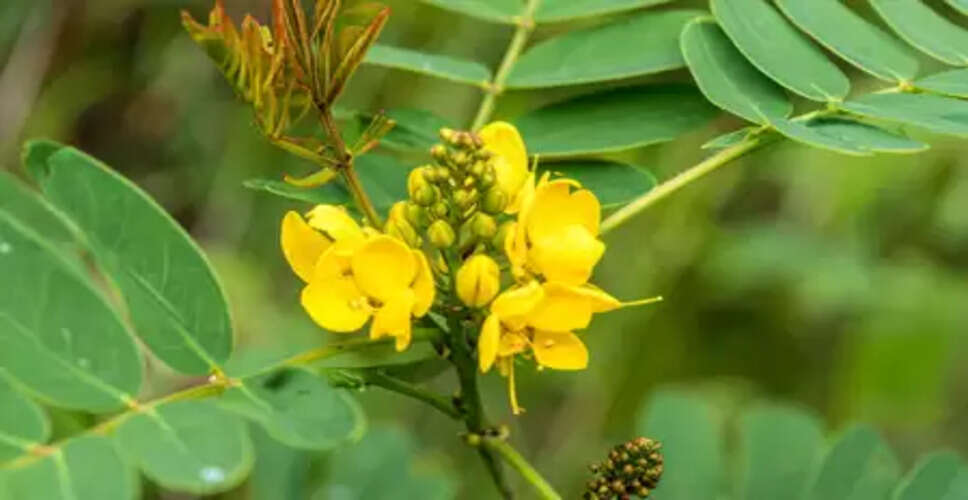 चक्रमर्द : सफेद दाग, दाद-खाज, और मधुमेह से राहत दिलाने वाला चमत्कारी पौधा