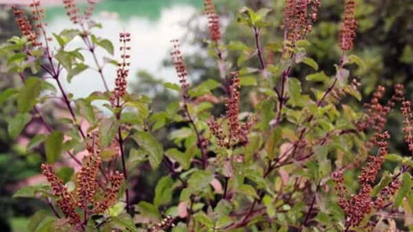 तुलसी के पौधे का महत्व और सूखने के संकेत