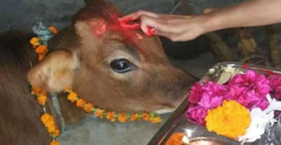 गोपाष्टमी पूजा: भगवान कृष्ण और गौमाता के प्रेम का प्रतीक