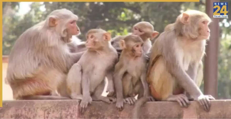 उत्तर प्रदेश में बंदरों ने बच्चे को ड्रम में डुबोकर किया हत्या