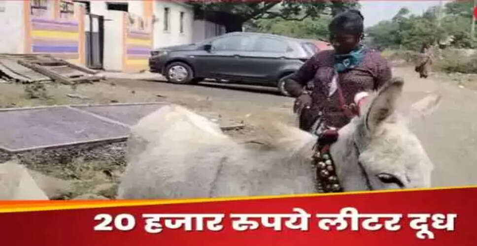 क्या गधी का दूध है दुनिया का सबसे महंगा दूध? जानें इसके फायदे और कीमत