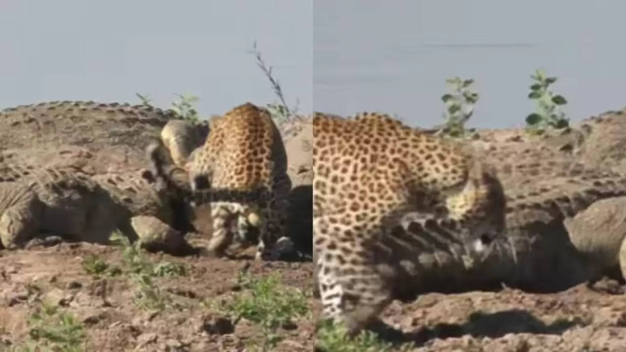 तेंदुए की बहादुरी: मगरमच्छों के बीच शिकार का अनोखा नजारा