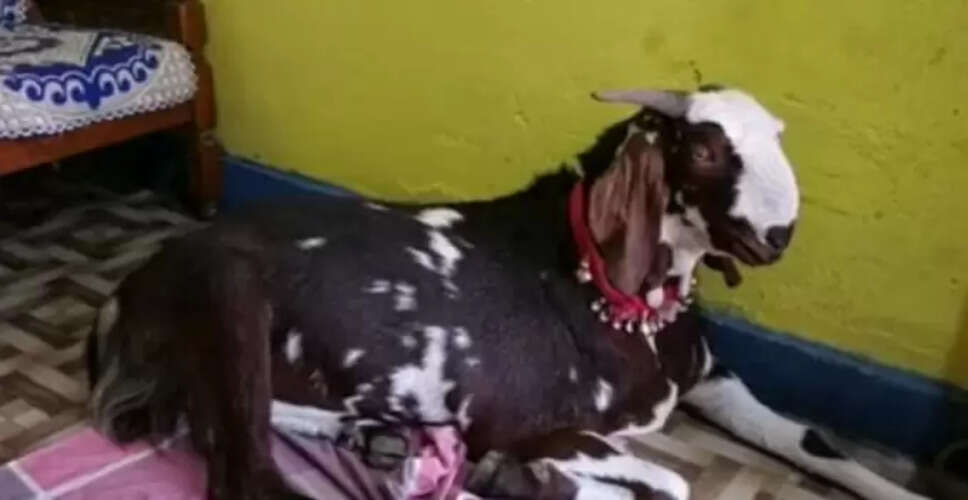 मध्यप्रदेश में बकरा बना चर्चा का विषय, कीमत एक करोड़ रुपये