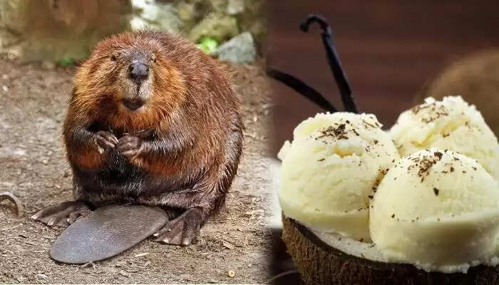 वनीला फ्लेवर के पीछे की चौंकाने वाली सच्चाई