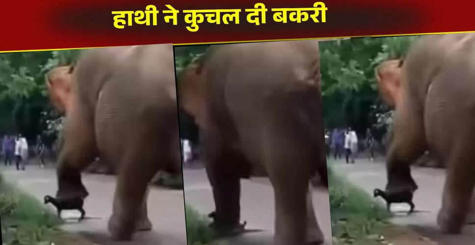 हाथी द्वारा बकरी को कुचलने का दर्दनाक वीडियो हुआ वायरल