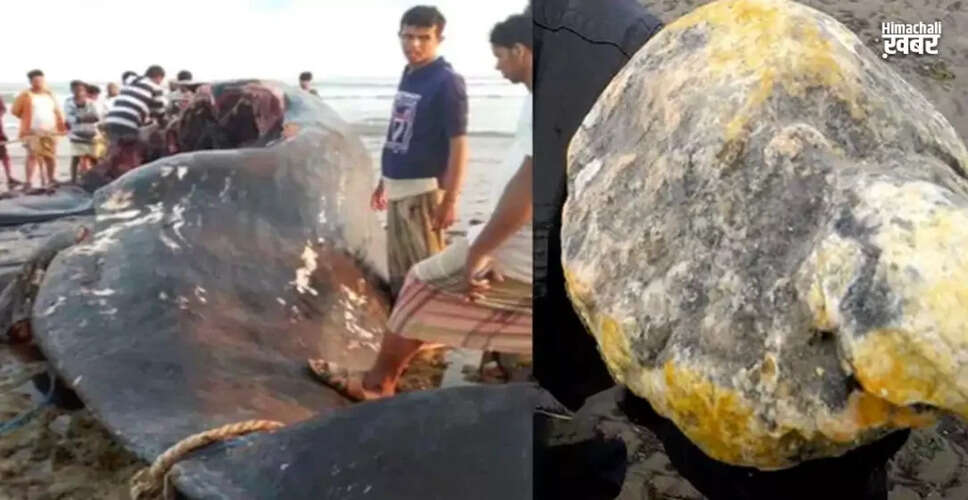 यमन के मछुआरों की किस्मत बदली, मिली दुर्लभ एम्बरग्रीस