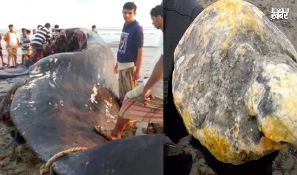 यमन के मछुआरों की किस्मत बदली, मिली दुर्लभ एम्बरग्रीस