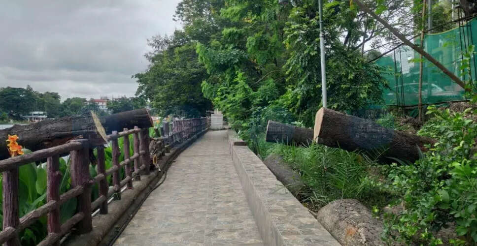 असम में एक लाख से अधिक वृक्षों की कटाई: विकास परियोजनाओं का प्रभाव