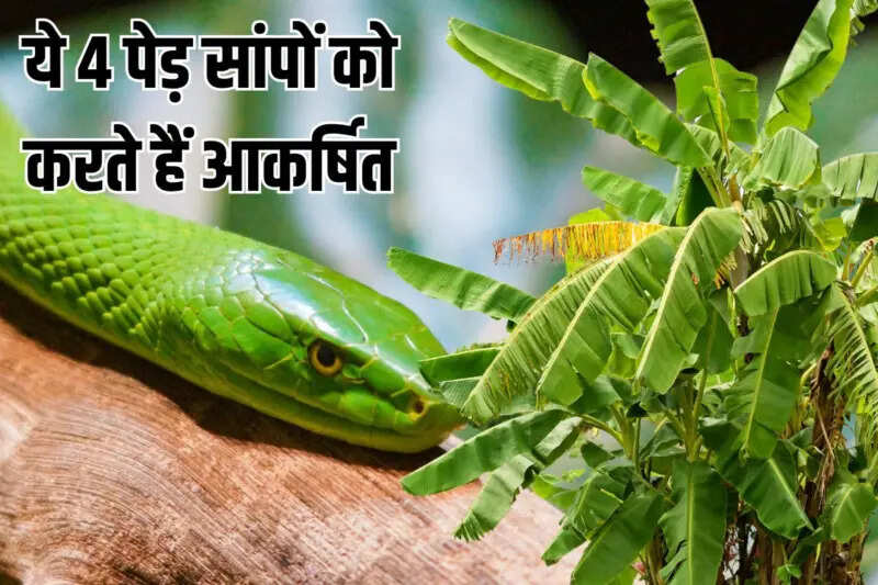 सांपों को आकर्षित करने वाले पेड़: जानें कौन से हैं ये चार पौधे