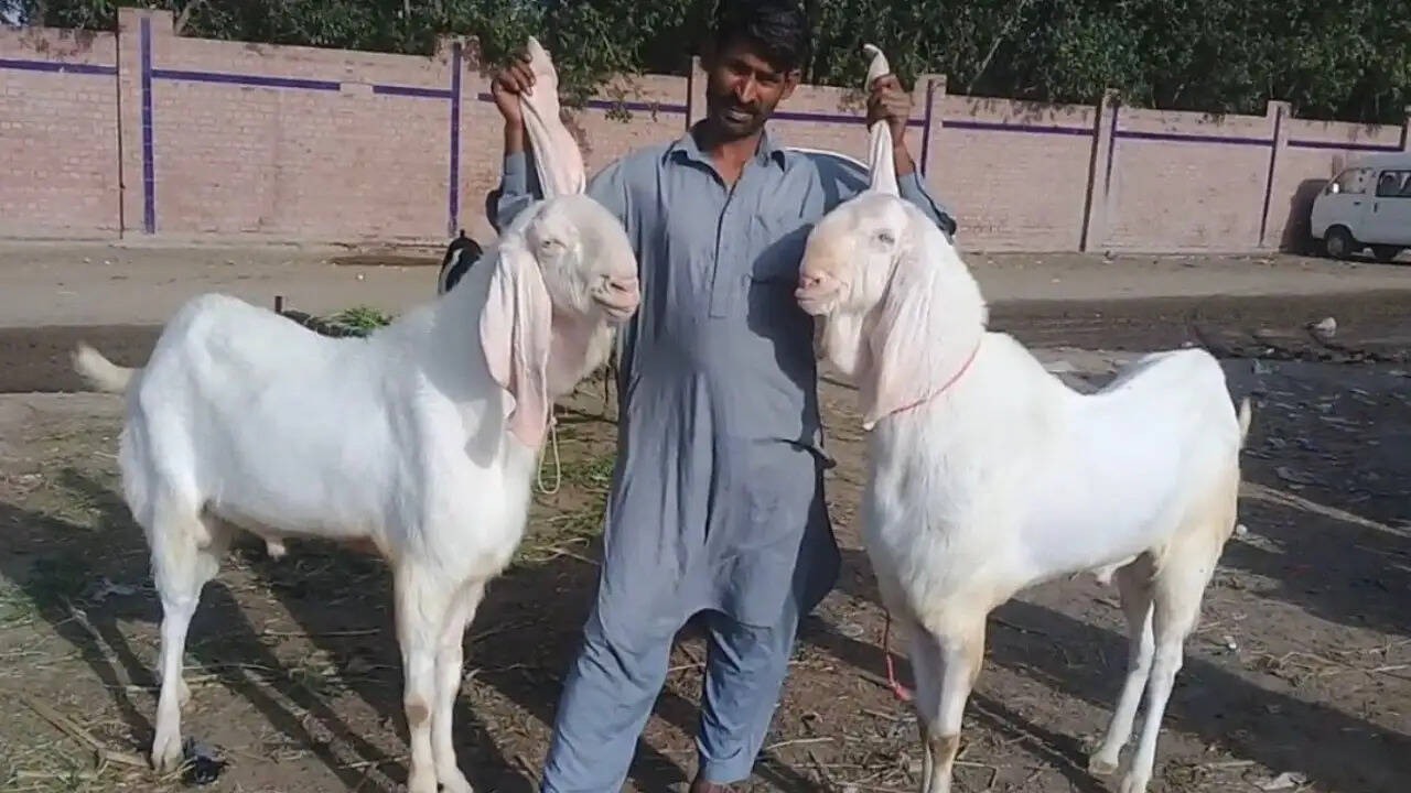 भारत में ईद-उल-अजहा पर जानवरों की कुर्बानी का आंकड़ा