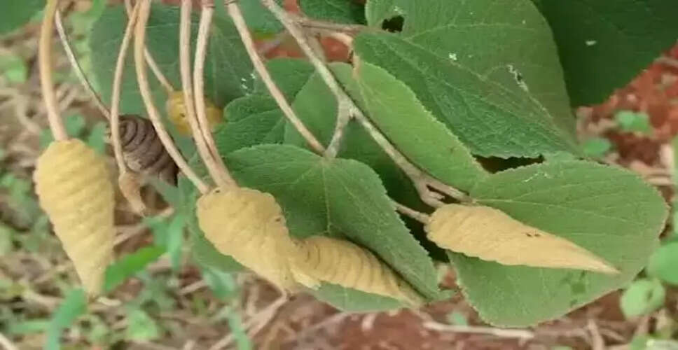 मरोड़ फली: आयुर्वेदिक जड़ी बूटी के अद्भुत लाभ