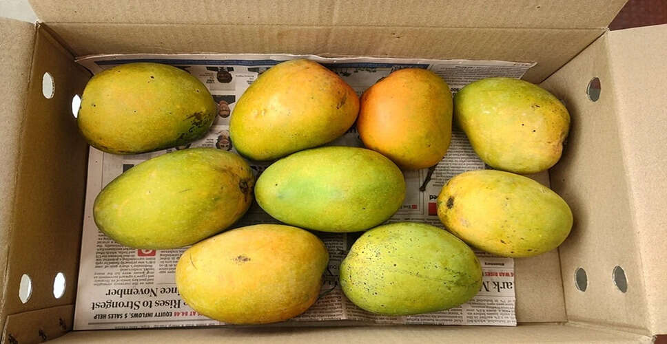 सहारनपुर के किसान ने विकसित किया साल भर फल देने वाला 'सदाबहार' आम