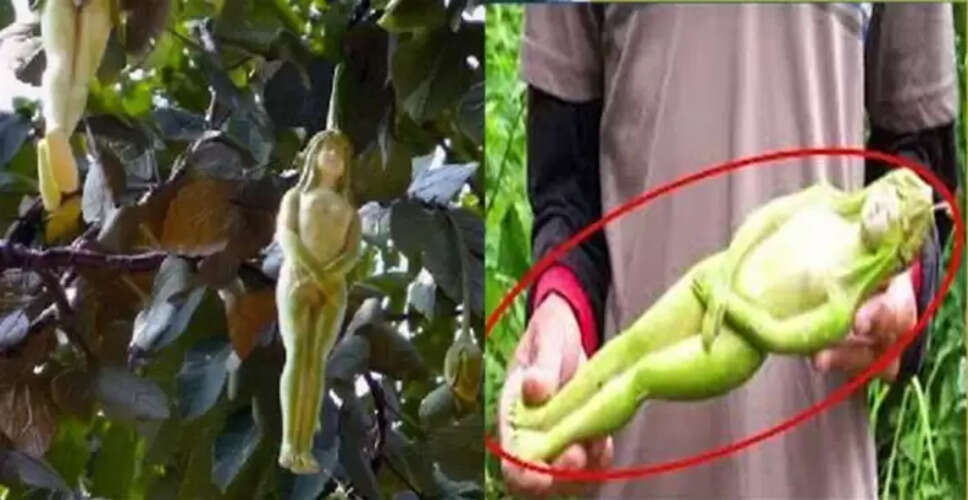 थाईलैंड का अनोखा पेड़: लड़कियों के आकार के फल की रहस्यमय कहानी