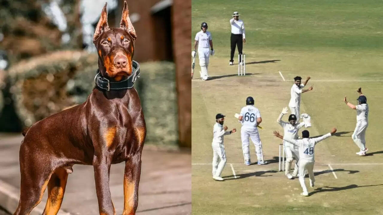 टीम इंडिया की लीड्स टेस्ट में हार पर डोबरमैन कुत्ते की तुलना का विवाद