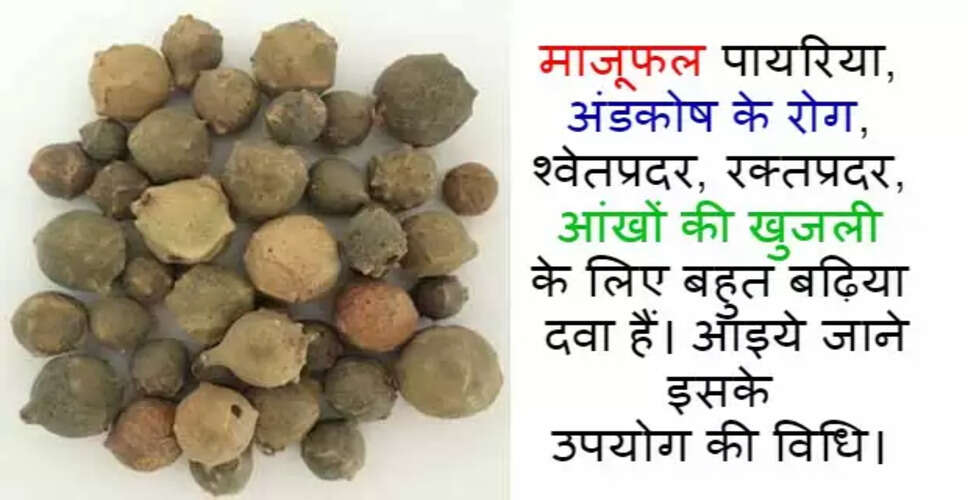 माजूफल: आयुर्वेद में अद्भुत औषधीय गुण