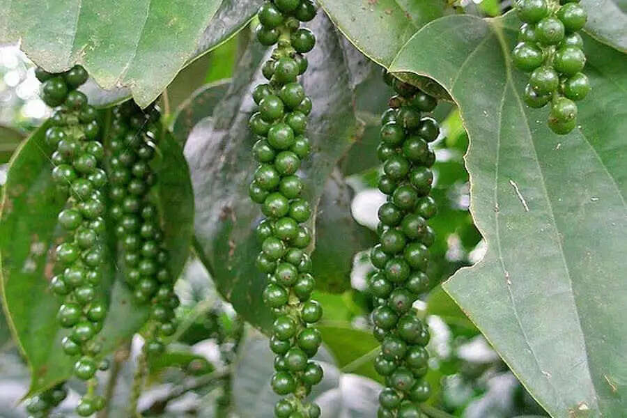 काली मिर्च की MDBP-16 वैरायटी: किसानों के लिए लाभकारी खेती का सुनहरा अवसर