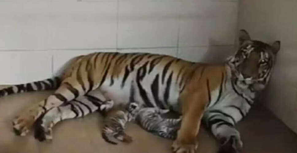 कर्नाटका के जंगल में बाघिन और उसके चार शावक मृत पाए गए, मंत्री ने जांच का आदेश दिया