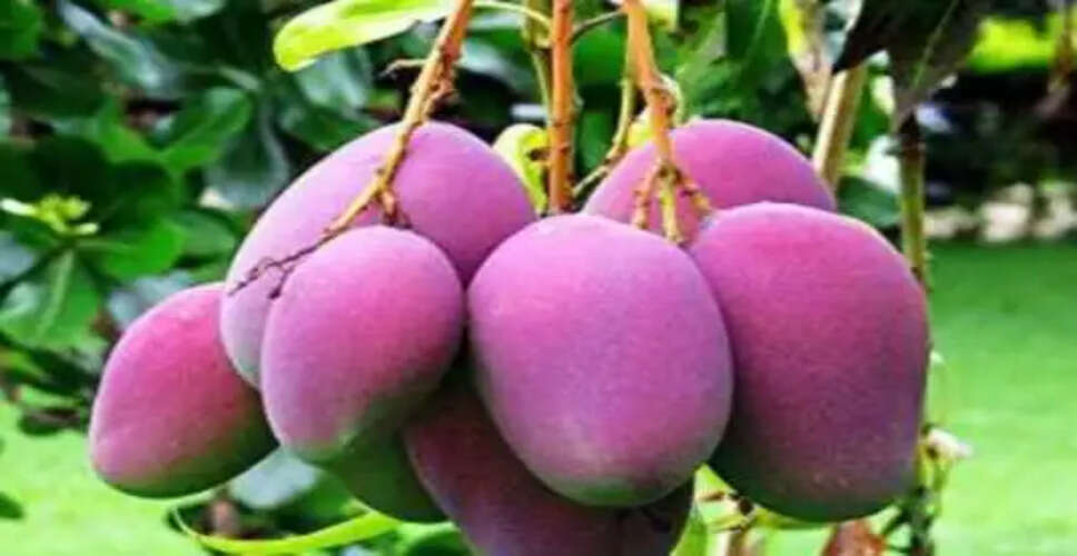दुनिया का सबसे महंगा आम: मियाजाकी आम की अनोखी विशेषताएँ