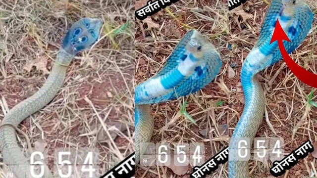 खेत में नीले रंग के विषैले कोबरा का खतरनाक वीडियो वायरल