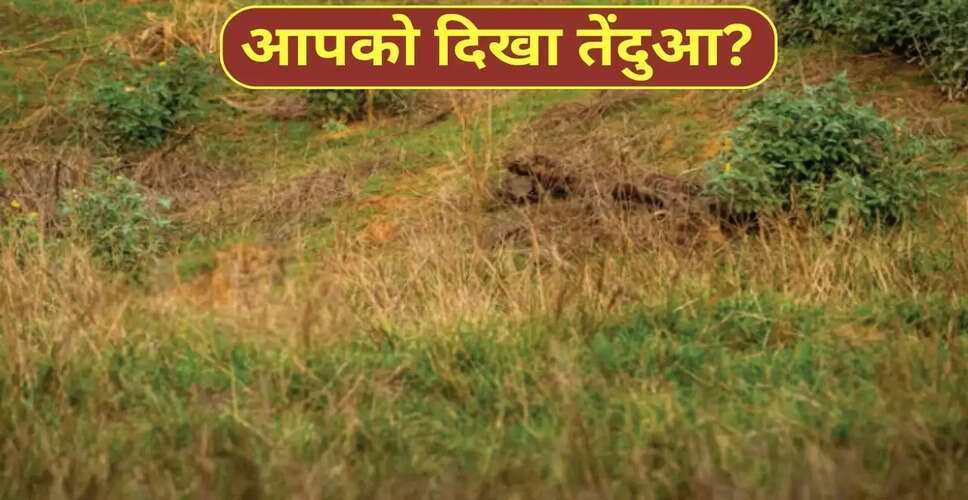 क्या आप 10 सेकंड में छिपे तेंदुए को पहचान सकते हैं?