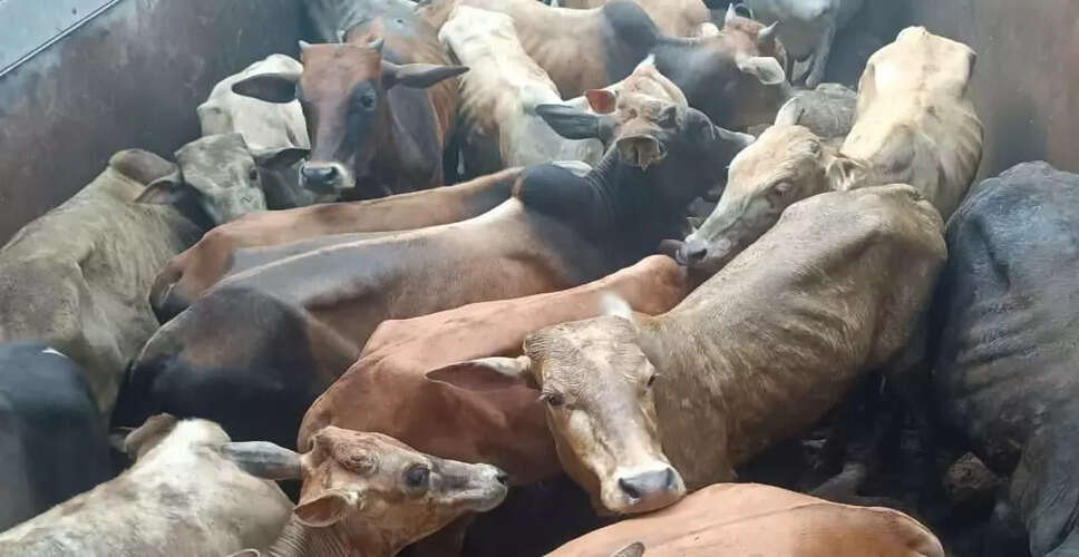 असम में अवैध मवेशी तस्करी का बढ़ता नेटवर्क