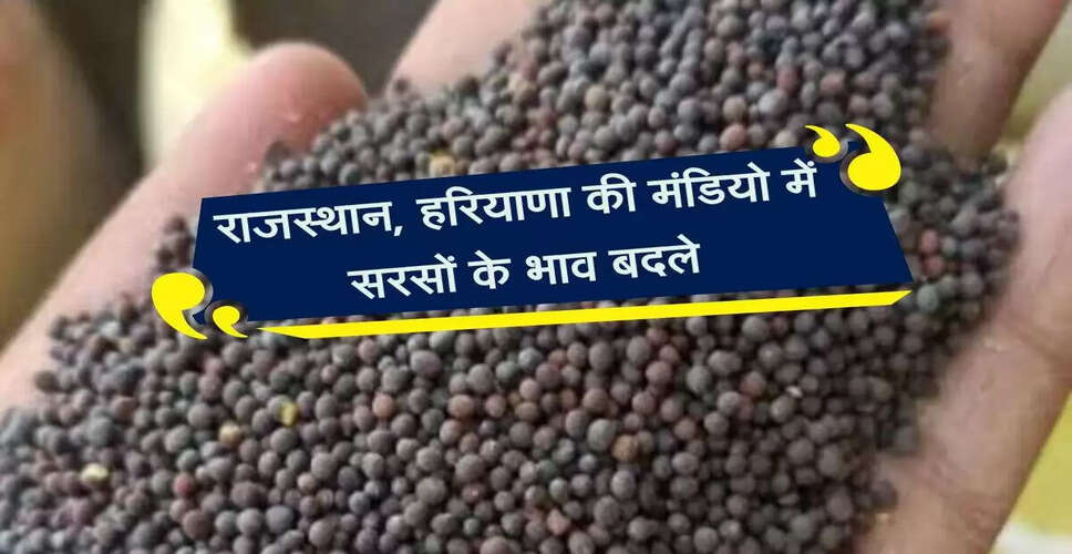 सरसों के भाव में उतार-चढ़ाव: मंडियों की ताजा जानकारी