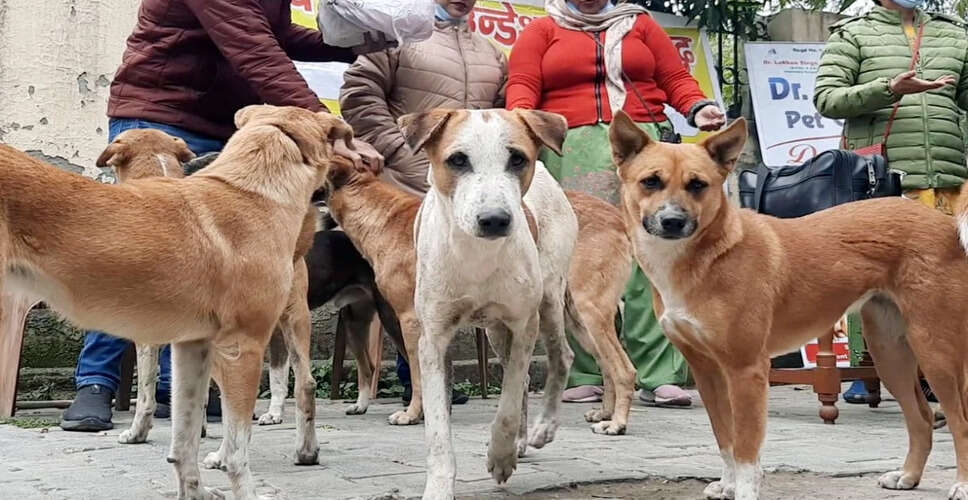 लखनऊ में युवक को आवारा कुत्ते से कुकर्म के आरोप में गिरफ्तार किया गया