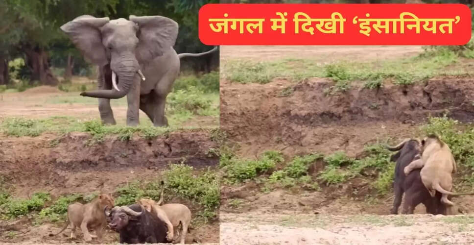 शेरों और हाथी के बीच जंगल में अद्भुत मुठभेड़ का वायरल वीडियो