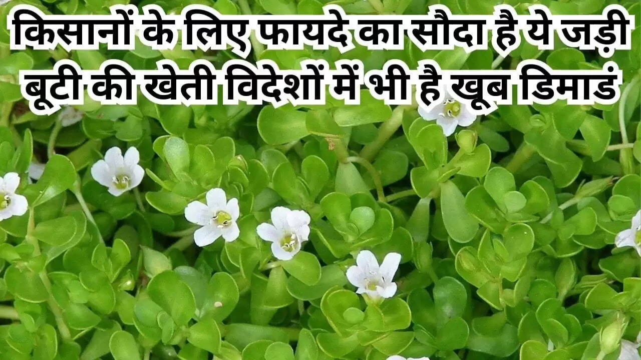 ब्राह्मी की खेती: किसानों के लिए लाभकारी जड़ी बूटी