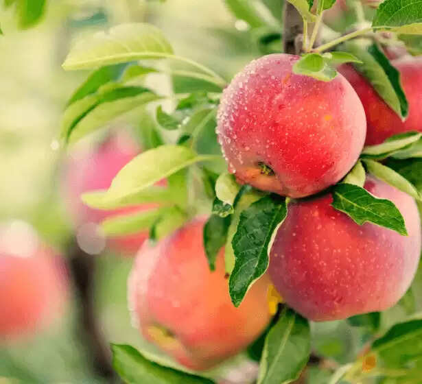 सेब के सेवन के फायदे और नुकसान: जानें सही मात्रा