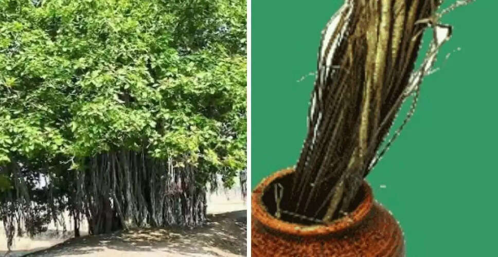 क्या आप जानते हैं बांदा के बारे में , जानिए इस पौधे के चमत्कारी फायदे