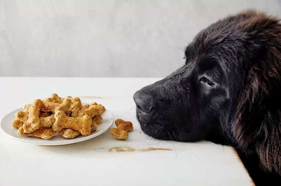 हद है ! बॉडी बनाने के लिए खा रहा है  कुत्ते का बिस्कुट , सोशल मीडिया पर लोगों ने लगाई क्लास 
