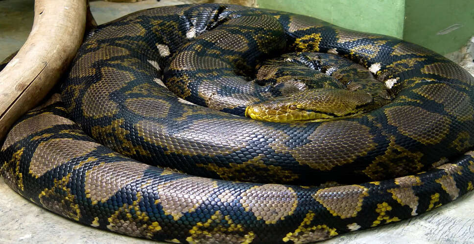 Giant Snake : इस सांप की लम्बाई चौड़ाई देखकर आपके होश उड़ जाएंगे , देखें इस वायरल वीडियो में 