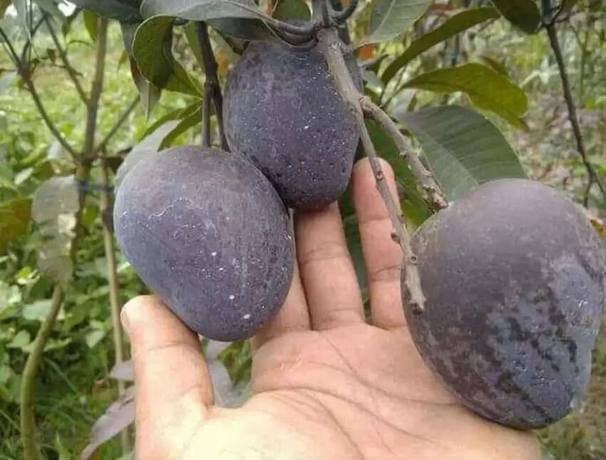black mango 
